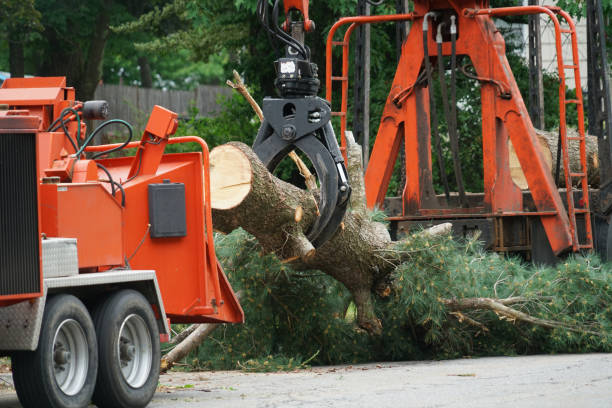 Best Affordable Tree Service  in Altamont, KS